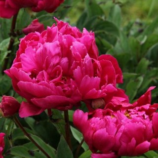 Paeonia lactiflora Karl Rosenfield