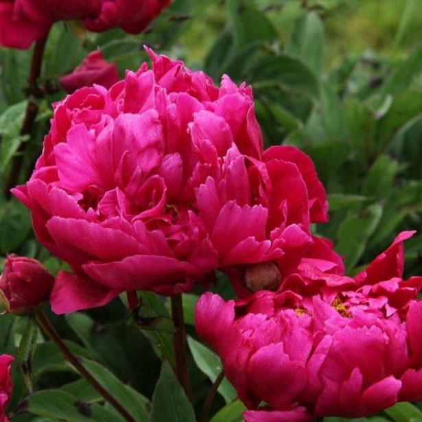 Paeonia lactiflora Karl Rosenfield