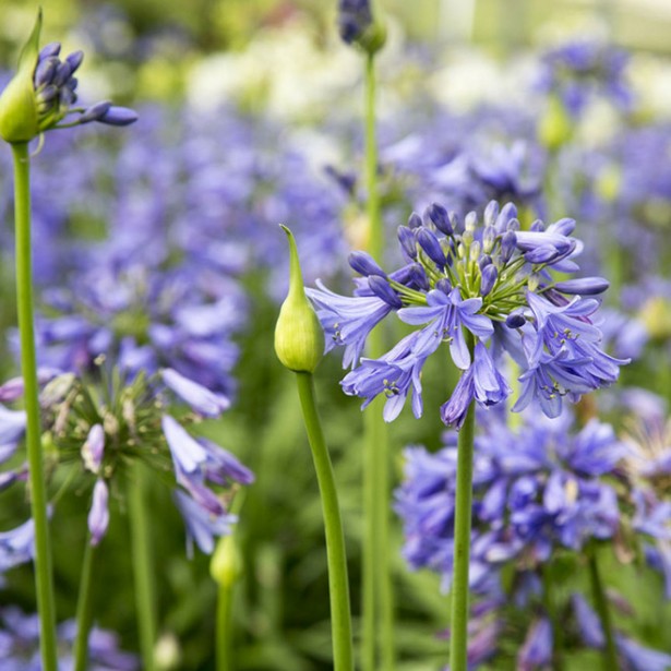 Agapanthus ever sapphire