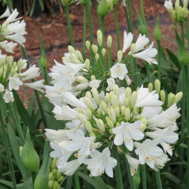 Agapanthus ever white