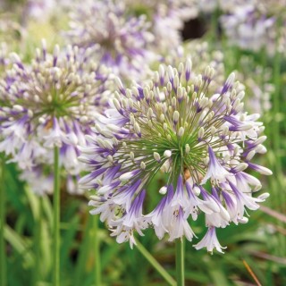 Agapanthus fireworks
