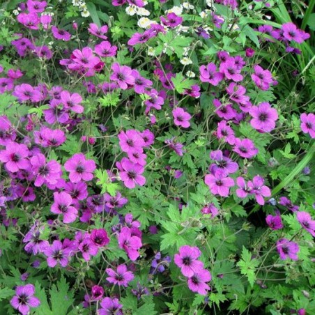 Geranium dragon heart