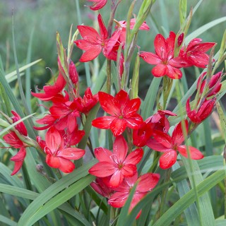 Schizostylis coccinea