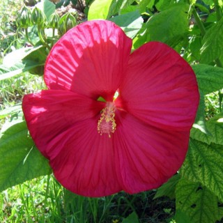 Hibiscus moscheutos rouge