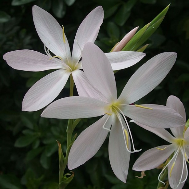 Schizostylis coccinea alba
