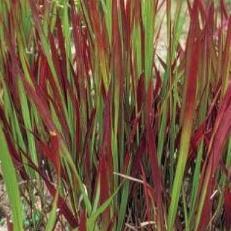 Imperata cylindrica red baron