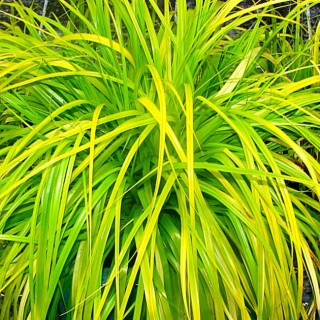 Carex oshimensis everillo