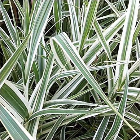 Arundo Donax Variegata
