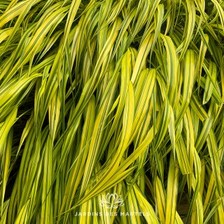 Hakonechloa macra aureola