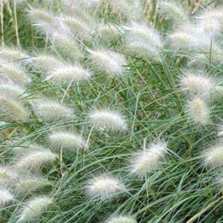 Pennisetum vilosum