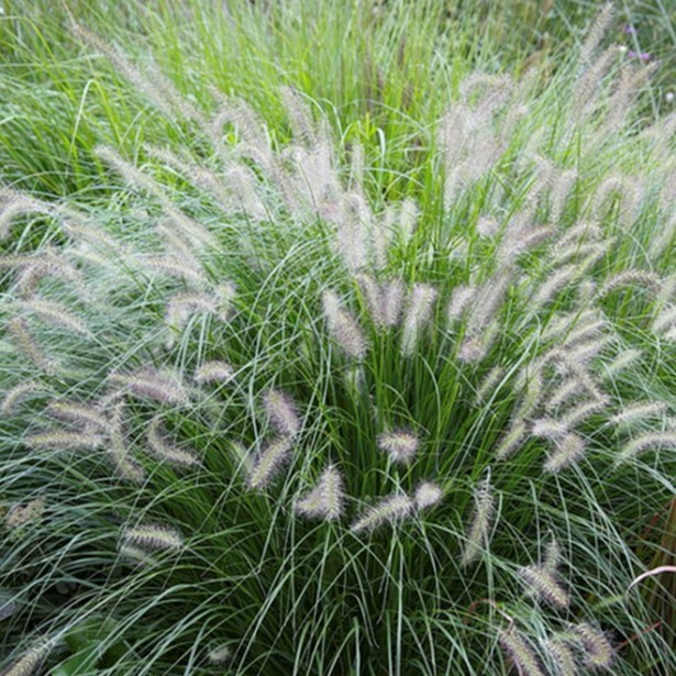 Pennisetum hameln