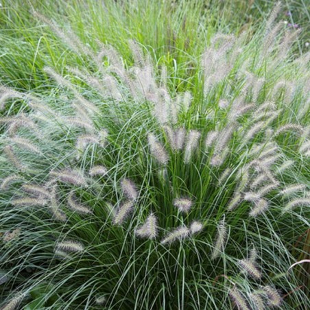Pennisetum hameln
