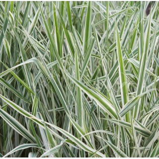 Phalaris arundinacea picta