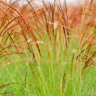 Miscanthus cute one