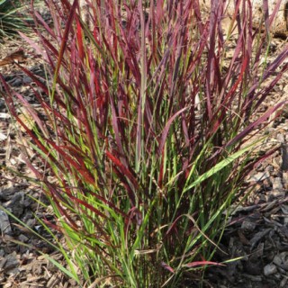 Panicum virgatum Sangria