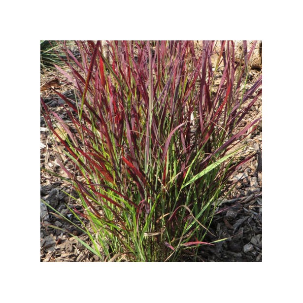 Panicum virgatum Sangria