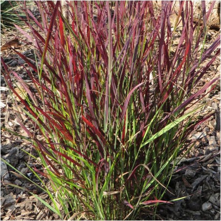 Panicum virgatum Sangria