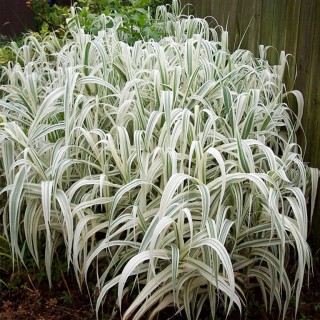 Arundo donax ely