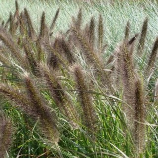 Pennisetum viridescens