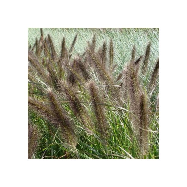 Pennisetum viridescens