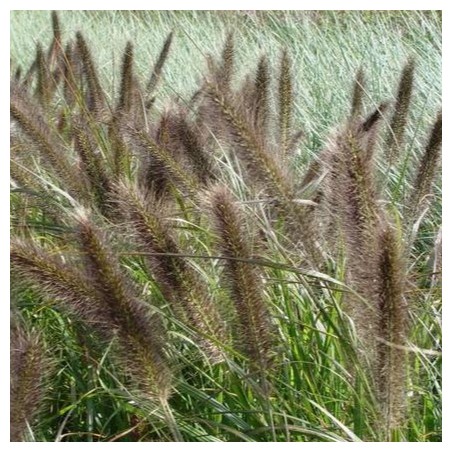 Pennisetum viridescens