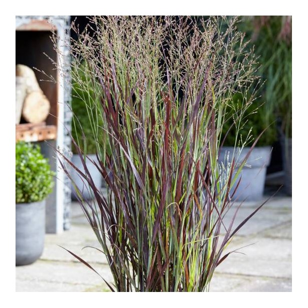 Panicum purple breeze