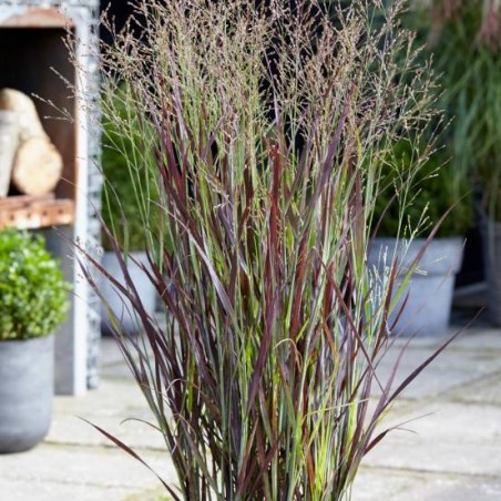 Panicum purple breeze