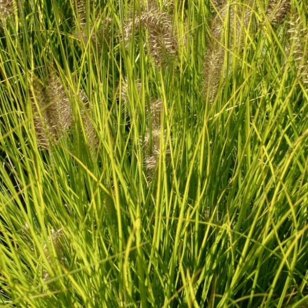 Pennisetum hameln gold