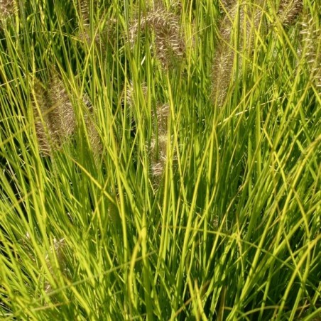 Pennisetum hameln gold