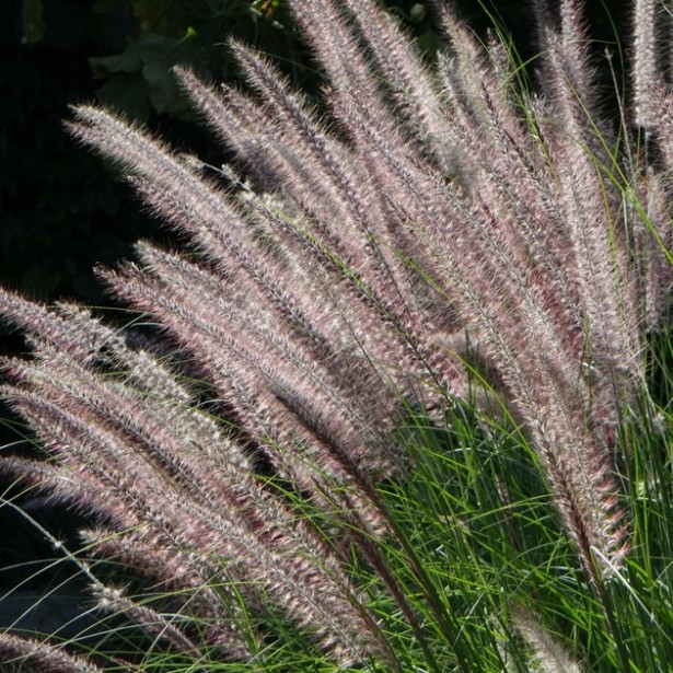 Pennisetum karley rose