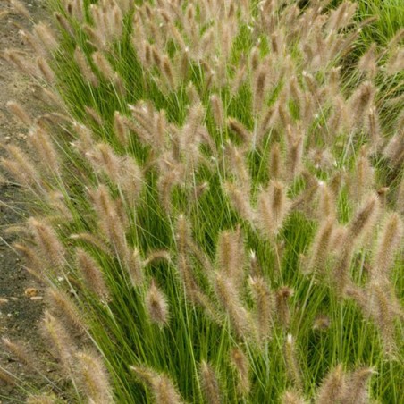 Pennisetum rene guy cadou