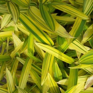 Pleioblastus auricoma