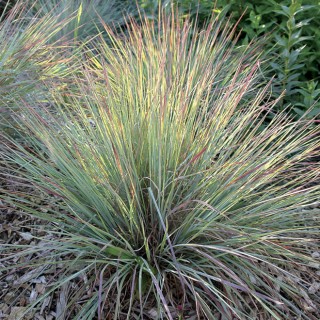 Schizachyrium scoparium standing ovation