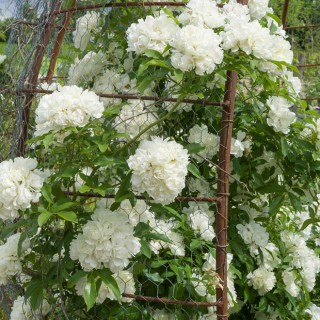 Rosa banks alba plena