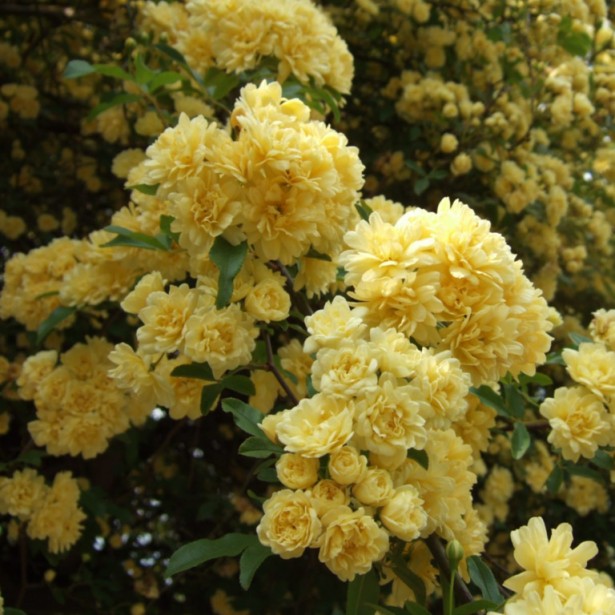 Rosa banks lutescens