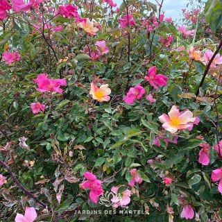 Rosa chinensis mutabilis