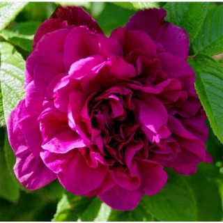 Rosa rugosa hansa