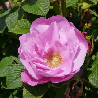 Rosa rugosa admiration