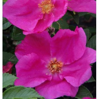 Rosa rugosa Angelina pink