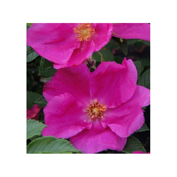 Rosa rugosa Angelina pink