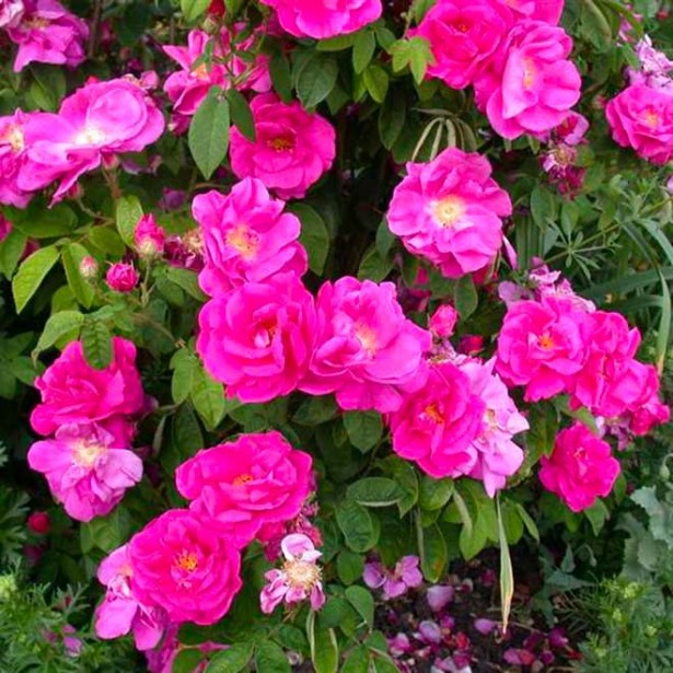 Rosa rugosa Angelina purple