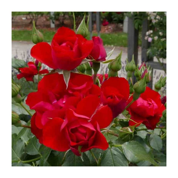 Rosa sans contrainte black