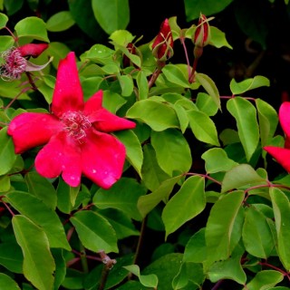Rosa chinensis sanguinea