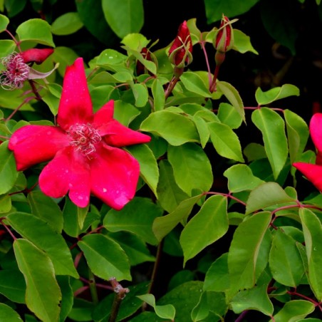Rosa chinensis sanguinea