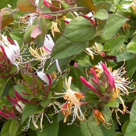 Lonicera japonica chinensis