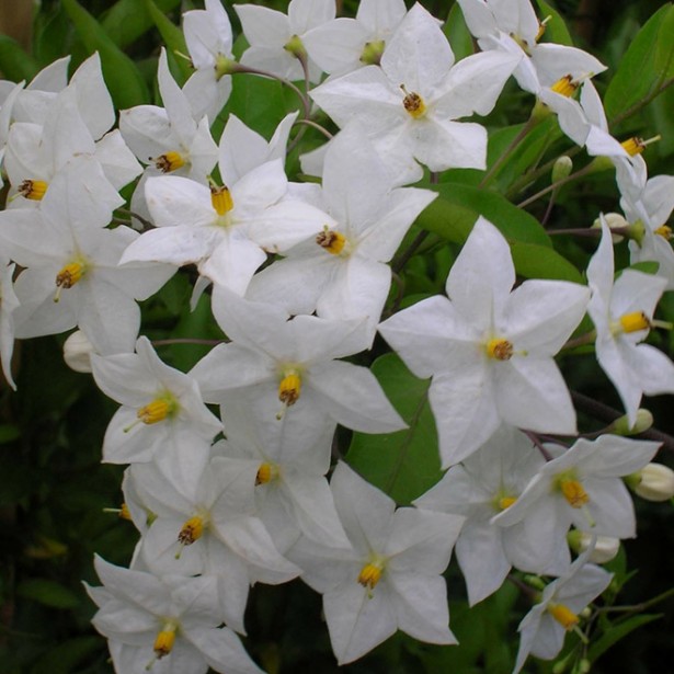Solanum jasminoides album