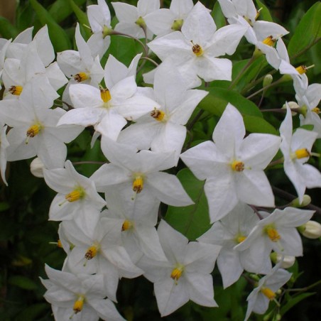Solanum jasminoides album