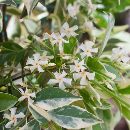 Trachelospermum jasminoides variegata