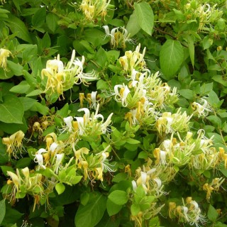 Lonicera japonica hall's prolific