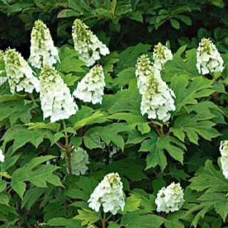 Hydrangea quercifolia snow queen